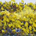 The Fans of Valentino Rossi color yellow 46 grandstands of the MotoGP circuits around the world
